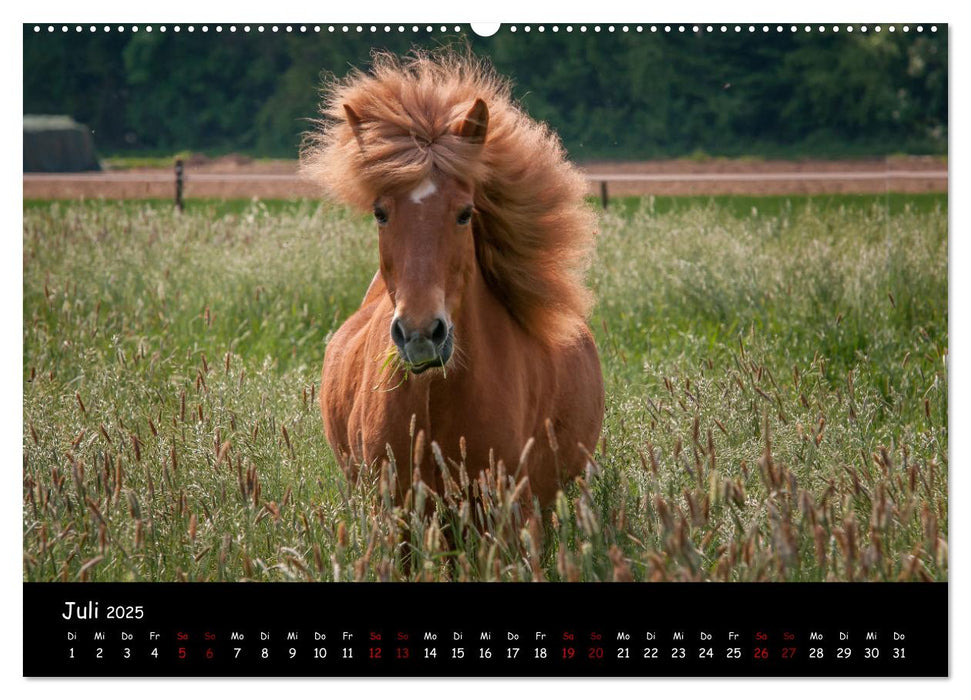 Charakterstarke Islandpferde (CALVENDO Premium Wandkalender 2025)