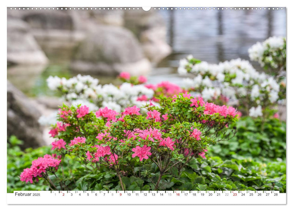 Rhododendren-Träume, Blüten, Romantik, Azaleen, Edel (CALVENDO Premium Wandkalender 2025)