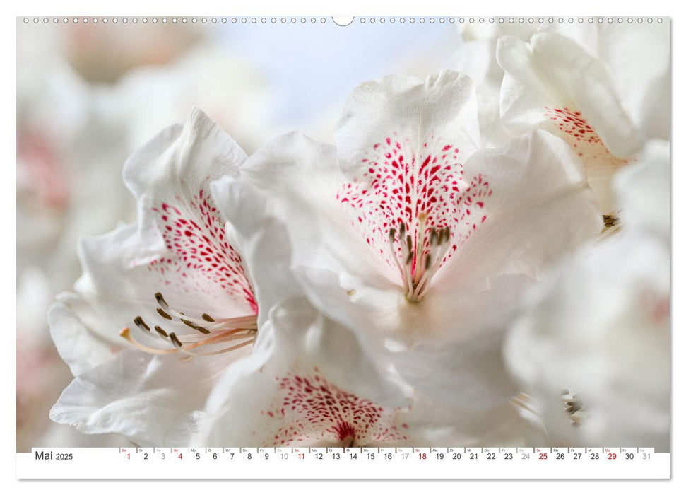 Rhododendren-Träume, Blüten, Romantik, Azaleen, Edel (CALVENDO Premium Wandkalender 2025)