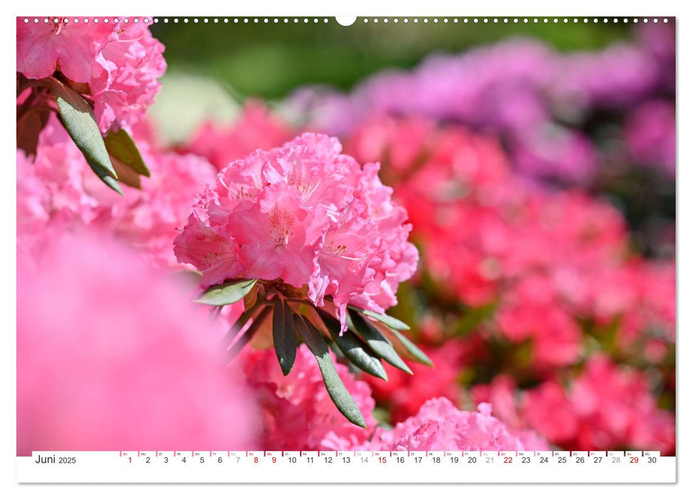 Rhododendren-Träume, Blüten, Romantik, Azaleen, Edel (CALVENDO Premium Wandkalender 2025)