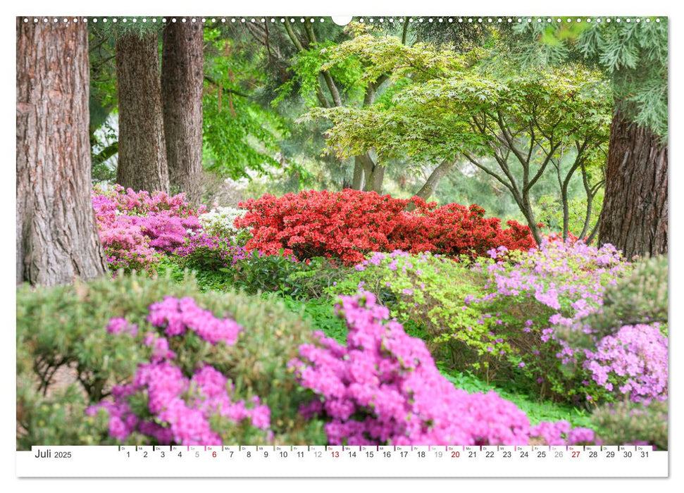 Rhododendren-Träume, Blüten, Romantik, Azaleen, Edel (CALVENDO Premium Wandkalender 2025)