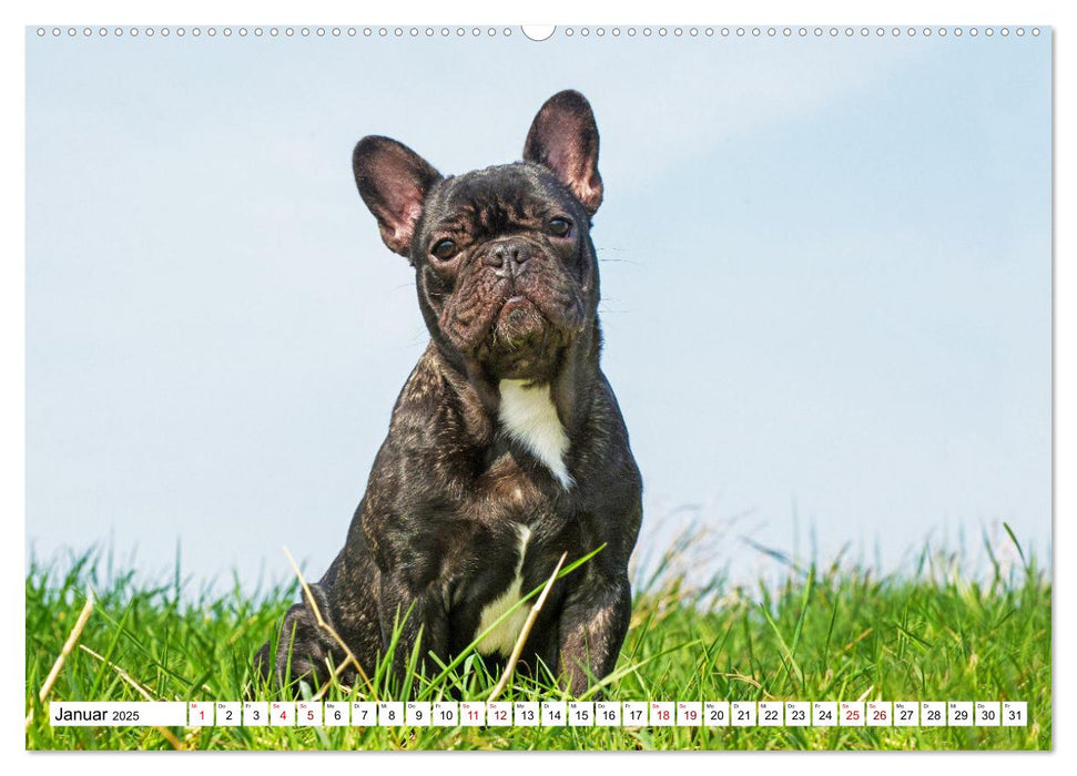 Französische Bulldogge - Kleine Helden auf vier Pfoten (CALVENDO Premium Wandkalender 2025)