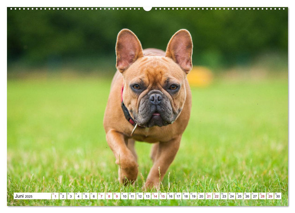 Französische Bulldogge - Kleine Helden auf vier Pfoten (CALVENDO Premium Wandkalender 2025)