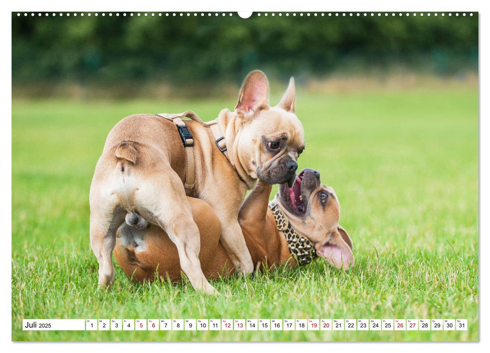 Französische Bulldogge - Kleine Helden auf vier Pfoten (CALVENDO Premium Wandkalender 2025)