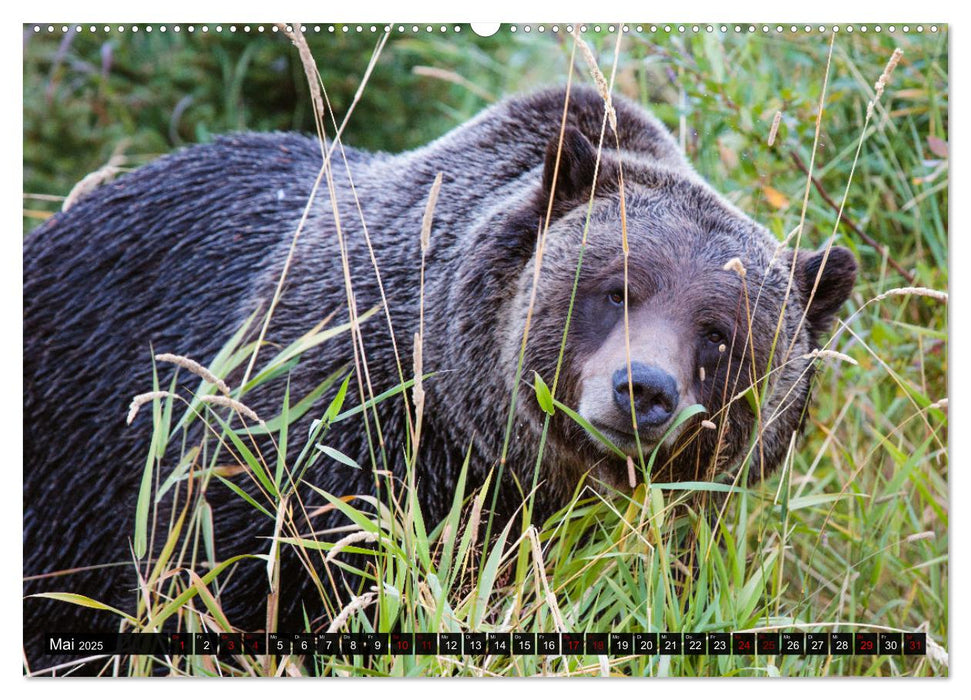 Kanada - Abenteuer in den Nationalparks (CALVENDO Wandkalender 2025)