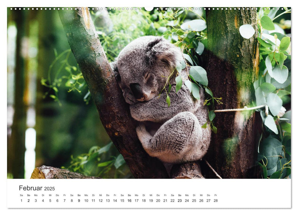 Faszination Australien - Impressionen vom Land Down Under (CALVENDO Premium Wandkalender 2025)