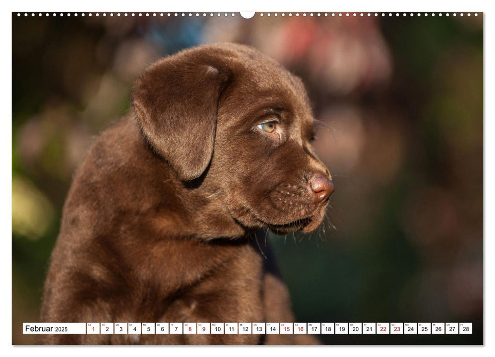 Labrador Retriever - Ein Freund für´s Leben (CALVENDO Premium Wandkalender 2025)