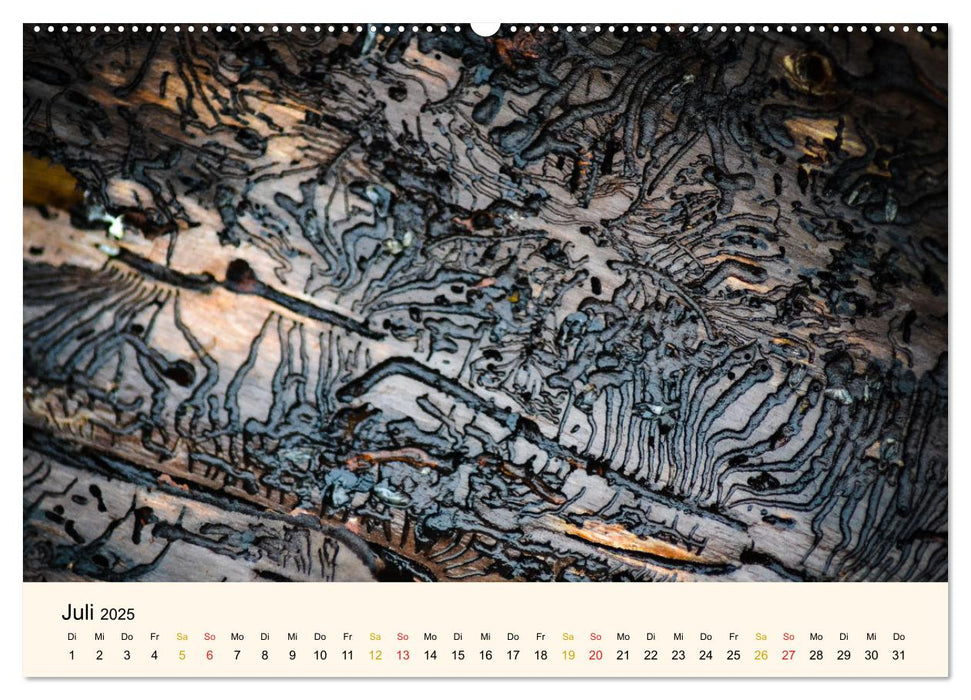 Faszination Holz (CALVENDO Premium Wandkalender 2025)