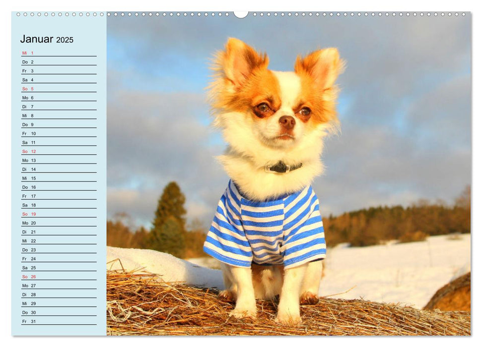 Chihuahuas. Zuckersüße Hunde im lustigen Outfit (CALVENDO Premium Wandkalender 2025)