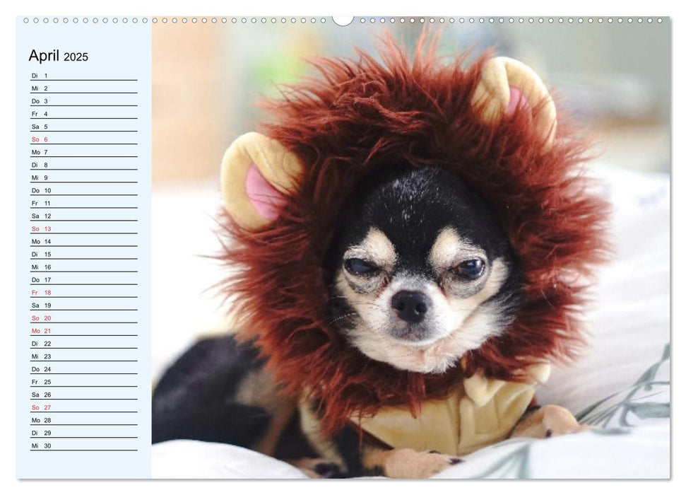 Chihuahuas. Zuckersüße Hunde im lustigen Outfit (CALVENDO Premium Wandkalender 2025)