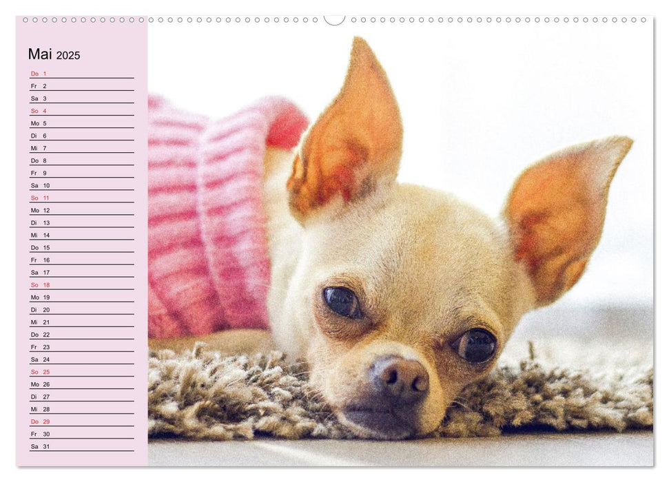 Chihuahuas. Zuckersüße Hunde im lustigen Outfit (CALVENDO Premium Wandkalender 2025)