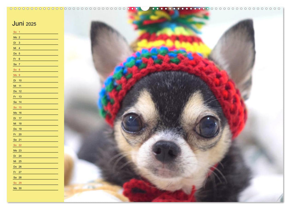 Chihuahuas. Zuckersüße Hunde im lustigen Outfit (CALVENDO Premium Wandkalender 2025)