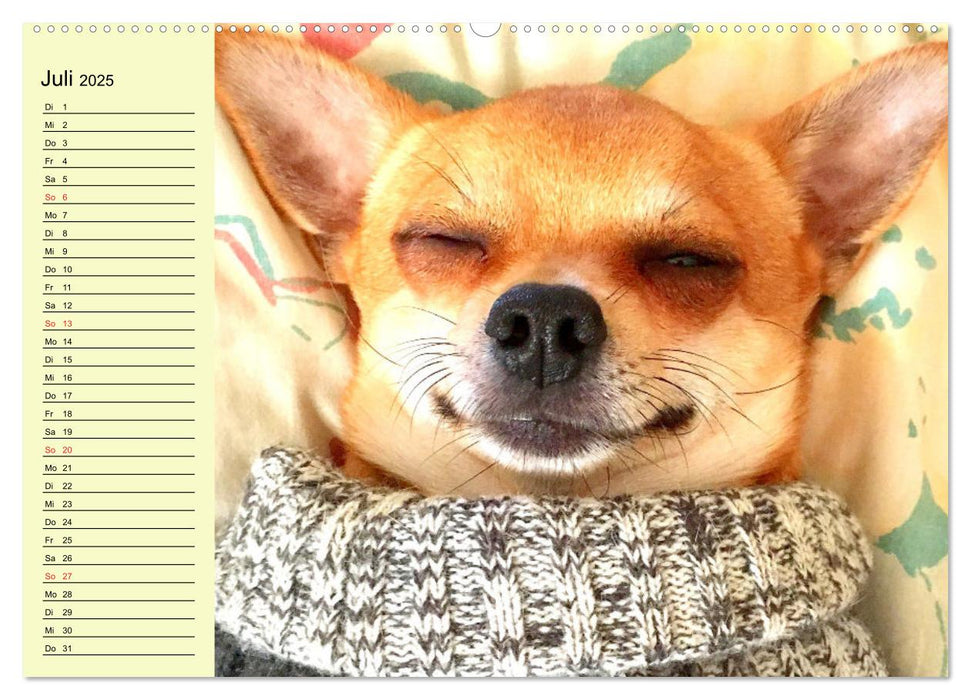 Chihuahuas. Zuckersüße Hunde im lustigen Outfit (CALVENDO Premium Wandkalender 2025)