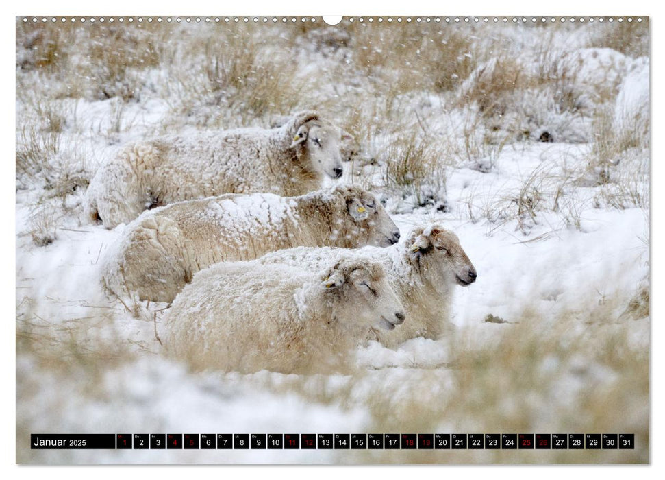 Schafe auf Sylt (CALVENDO Premium Wandkalender 2025)