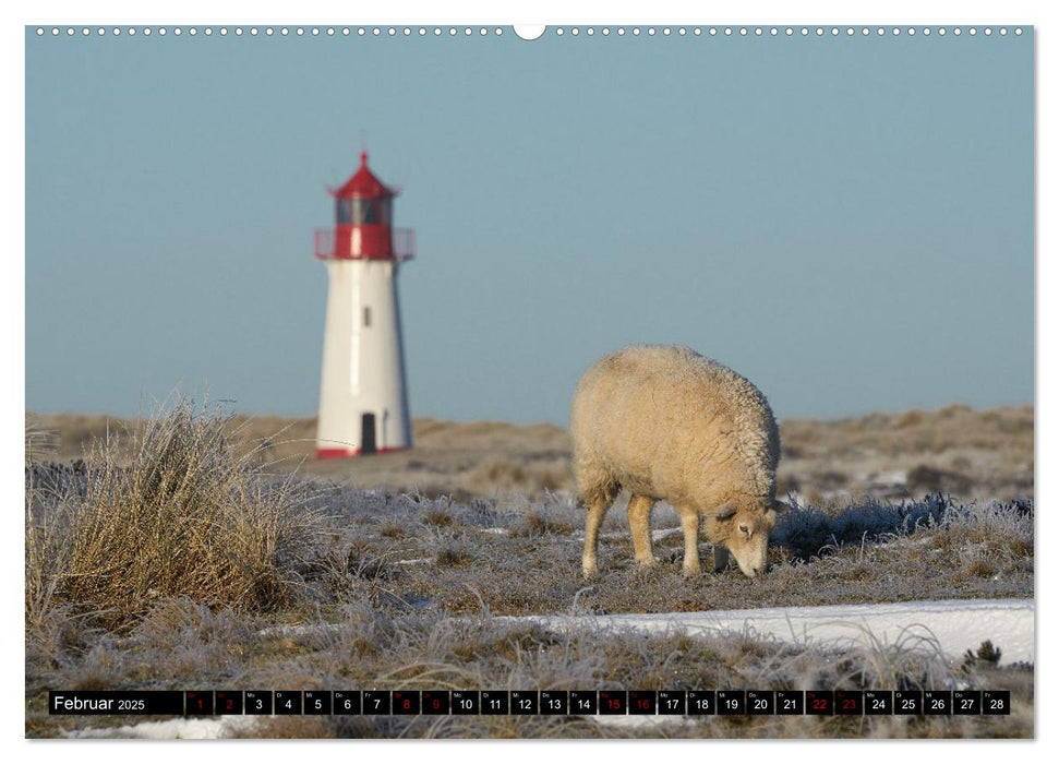 Schafe auf Sylt (CALVENDO Premium Wandkalender 2025)