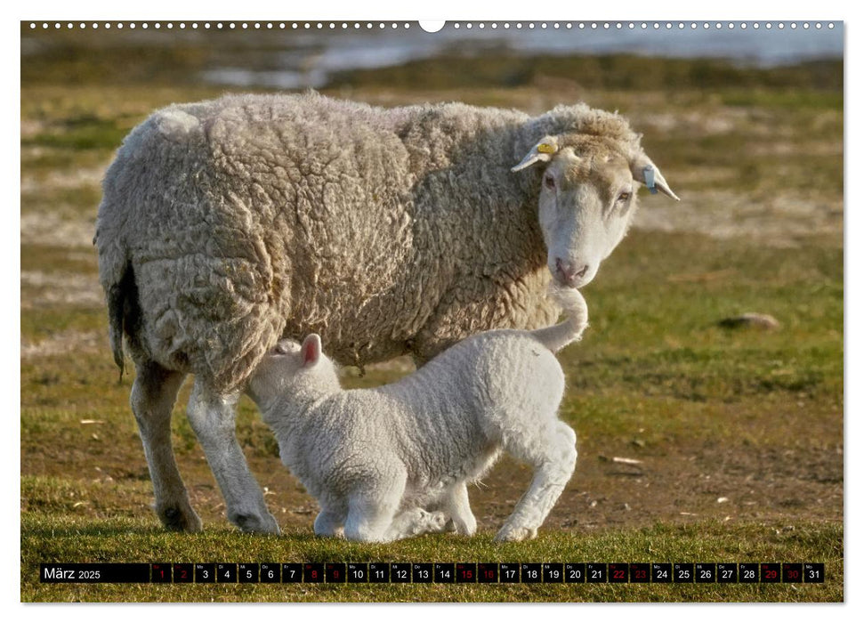 Schafe auf Sylt (CALVENDO Premium Wandkalender 2025)