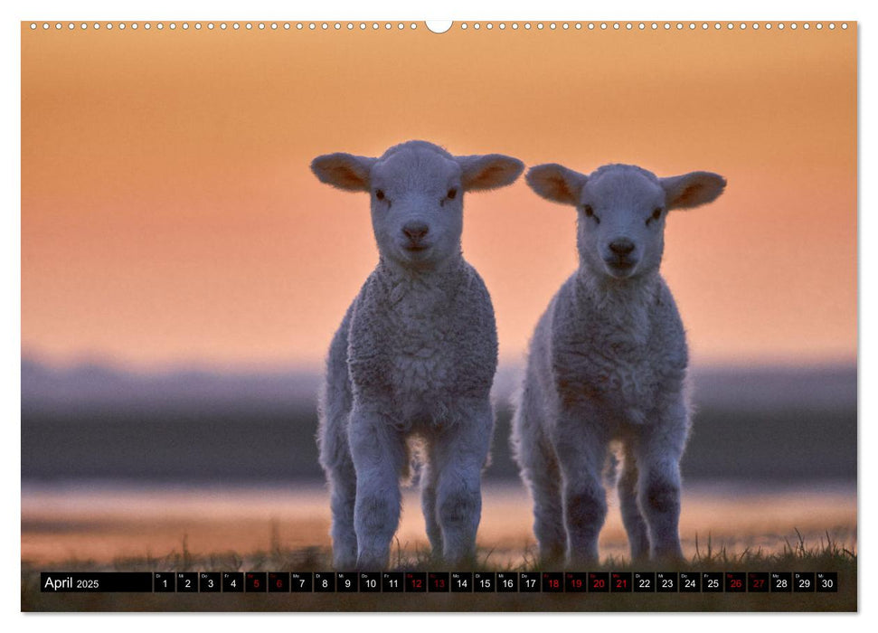 Schafe auf Sylt (CALVENDO Premium Wandkalender 2025)