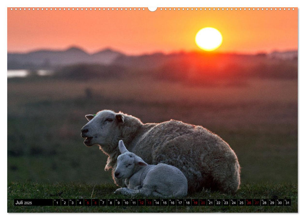 Schafe auf Sylt (CALVENDO Premium Wandkalender 2025)