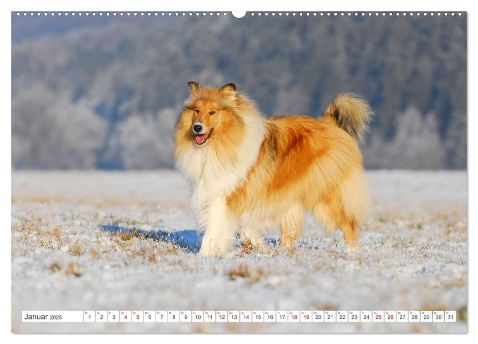 Eine Liebe für immer - Collies (CALVENDO Premium Wandkalender 2025)