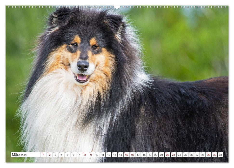 Eine Liebe für immer - Collies (CALVENDO Premium Wandkalender 2025)