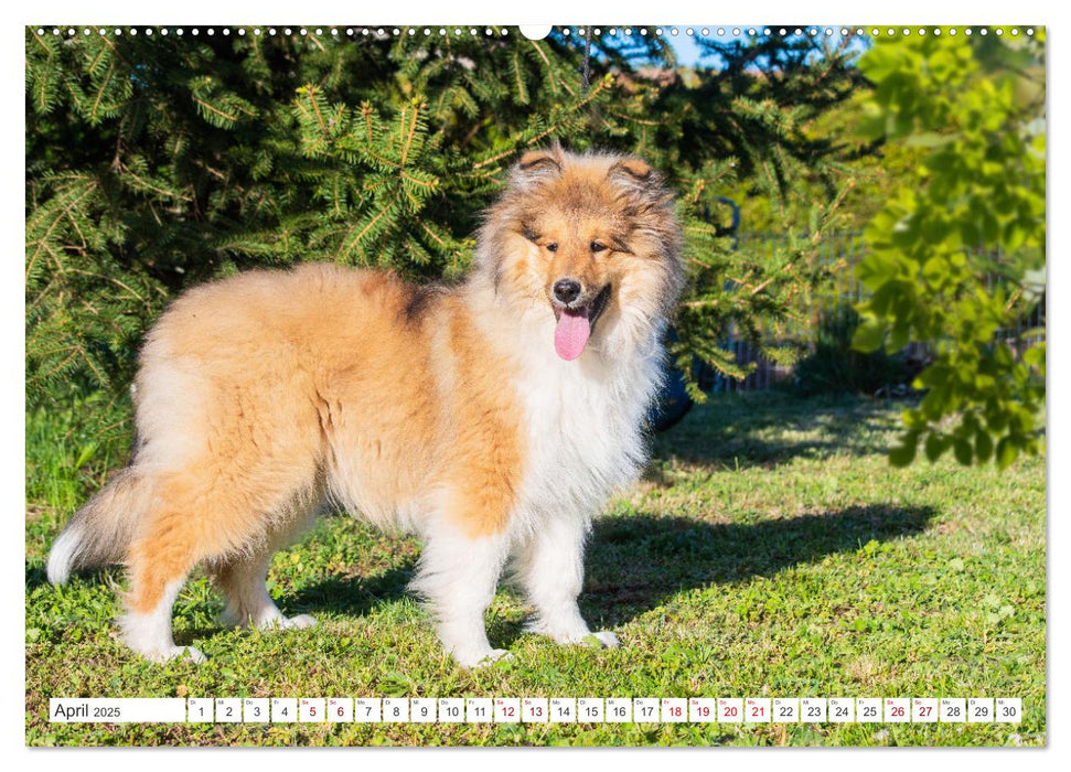 Eine Liebe für immer - Collies (CALVENDO Premium Wandkalender 2025)