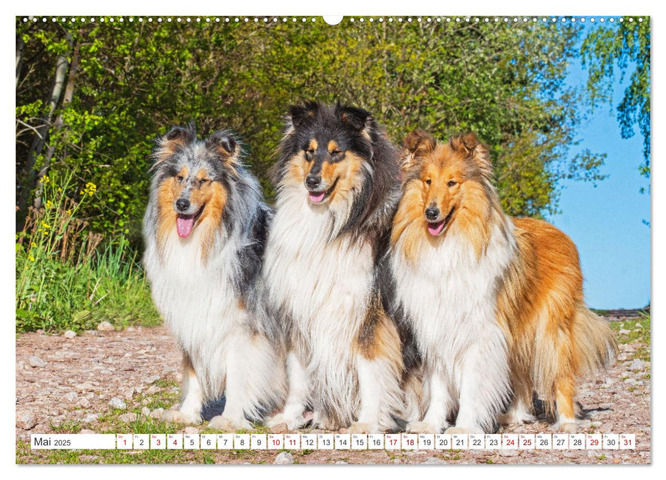 Eine Liebe für immer - Collies (CALVENDO Premium Wandkalender 2025)