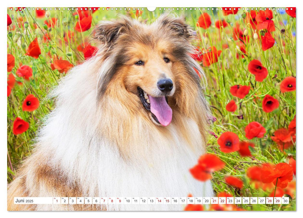 Eine Liebe für immer - Collies (CALVENDO Premium Wandkalender 2025)