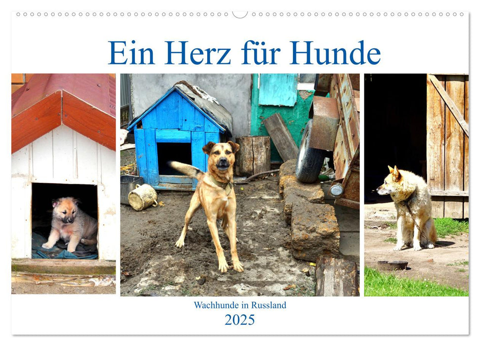 Ein Herz für Hunde - Wachhunde in Russland (CALVENDO Wandkalender 2025)