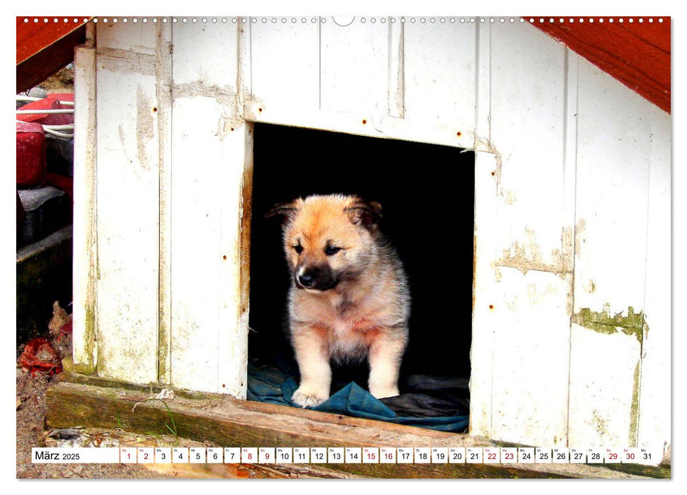 Ein Herz für Hunde - Wachhunde in Russland (CALVENDO Wandkalender 2025)