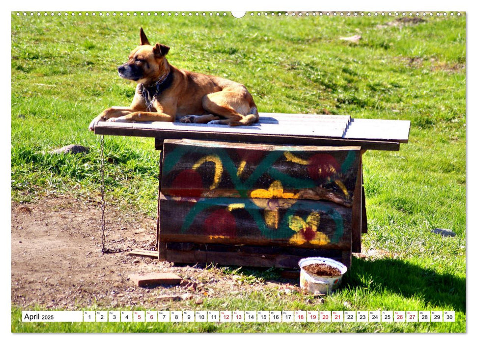 Ein Herz für Hunde - Wachhunde in Russland (CALVENDO Wandkalender 2025)