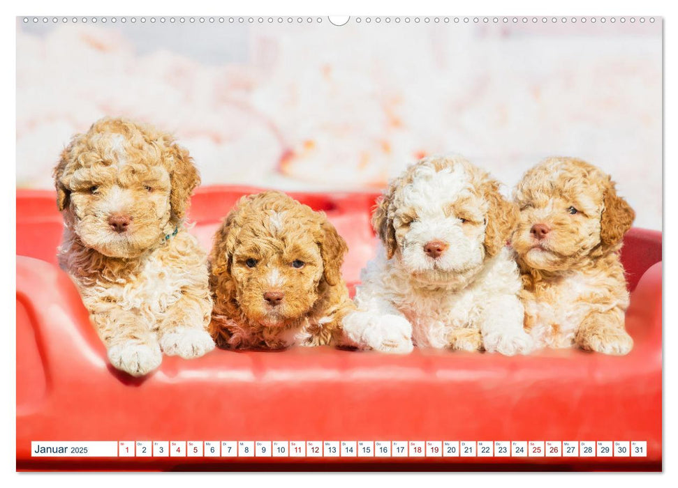 Lagotto Romagnolo - Der Trüffelhund aus Italien (CALVENDO Premium Wandkalender 2025)