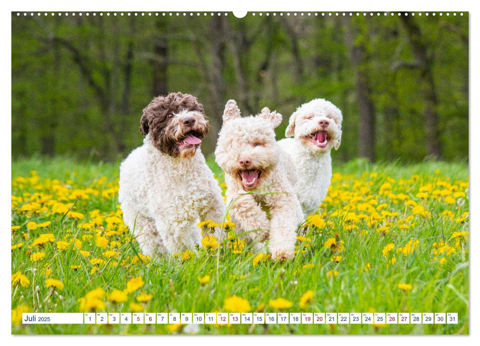 Lagotto Romagnolo - Der Trüffelhund aus Italien (CALVENDO Premium Wandkalender 2025)