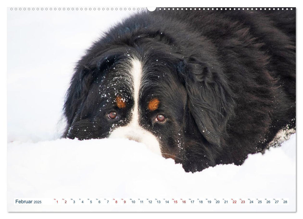 Berner Sennenhund - Ein Traum auf vier Pfoten (CALVENDO Premium Wandkalender 2025)