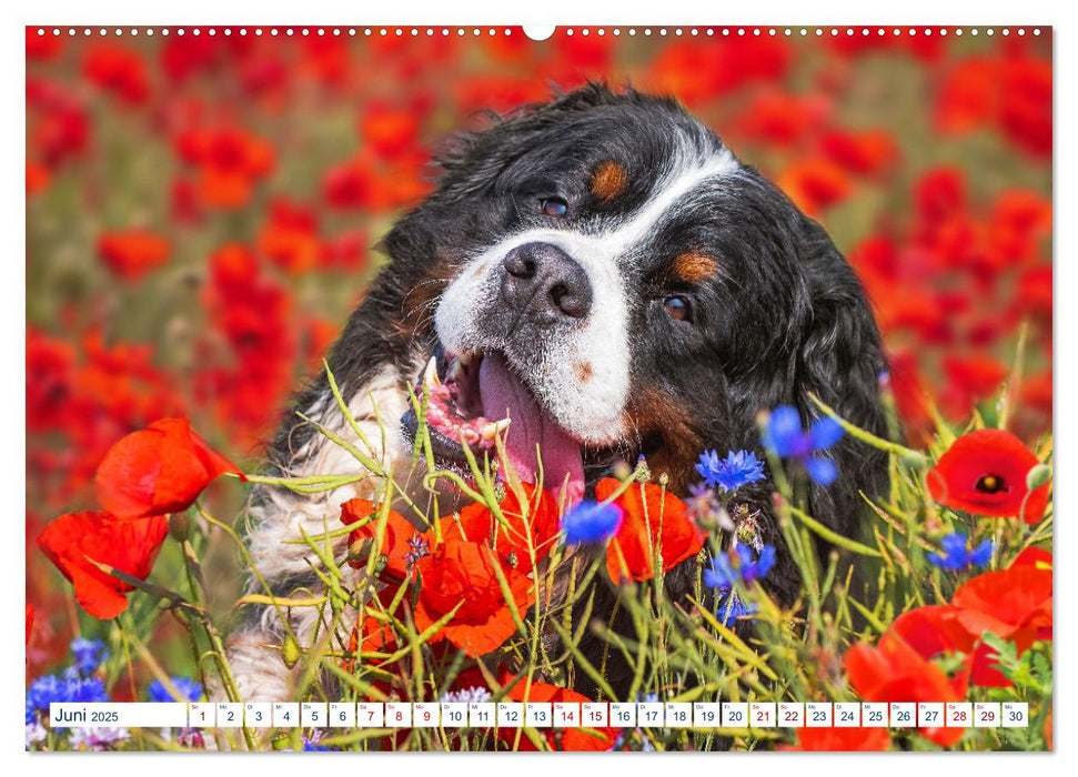 Berner Sennenhund - Ein Traum auf vier Pfoten (CALVENDO Premium Wandkalender 2025)