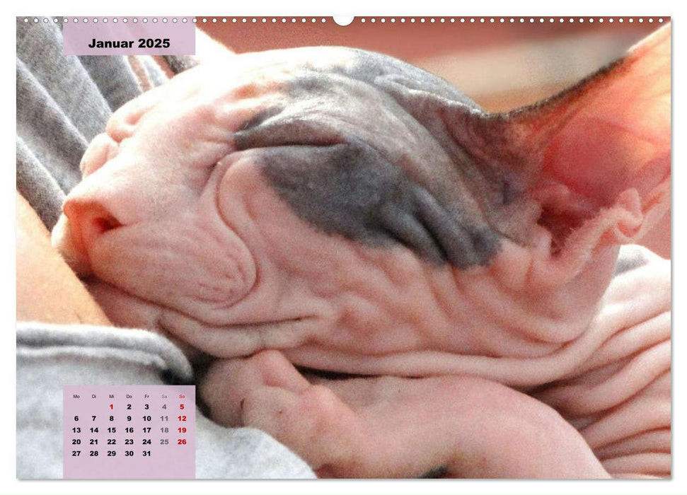 Sphinx. Grazile und anmutige Nacktkatzen (CALVENDO Premium Wandkalender 2025)