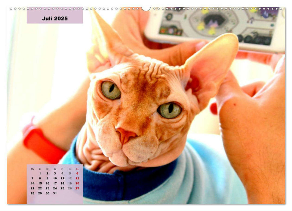 Sphinx. Grazile und anmutige Nacktkatzen (CALVENDO Premium Wandkalender 2025)