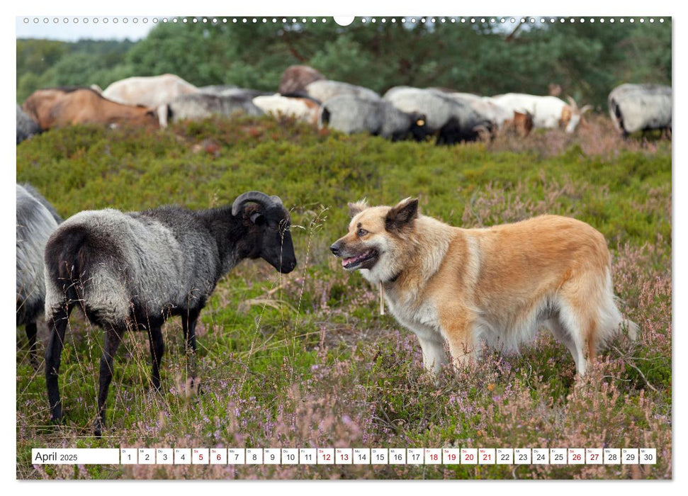 Die Lüneburger Heide - Ausflugsziel im Norden (CALVENDO Wandkalender 2025)