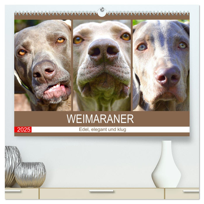 Weimaraner. Edel, elegant und klug (CALVENDO Premium Wandkalender 2025)