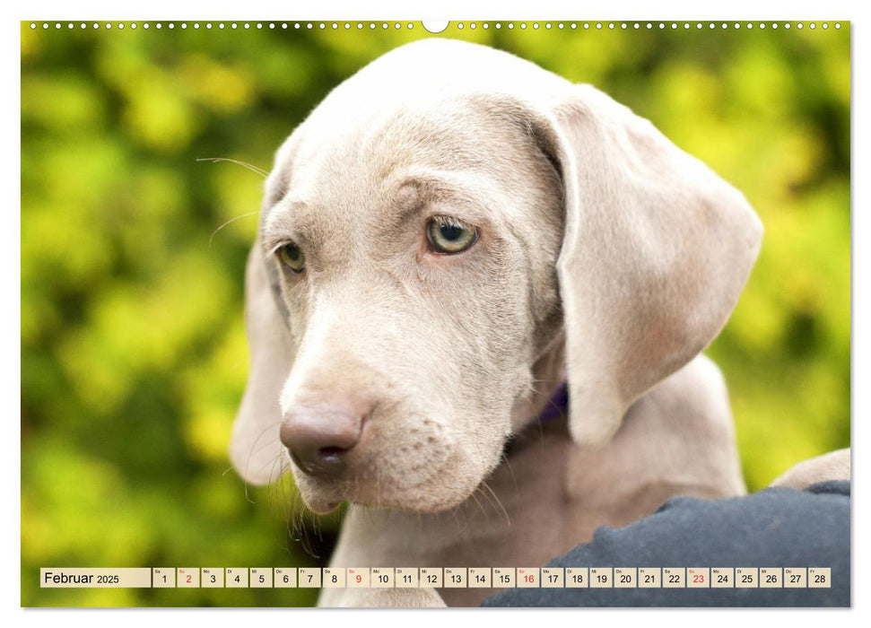 Weimaraner. Edel, elegant und klug (CALVENDO Premium Wandkalender 2025)