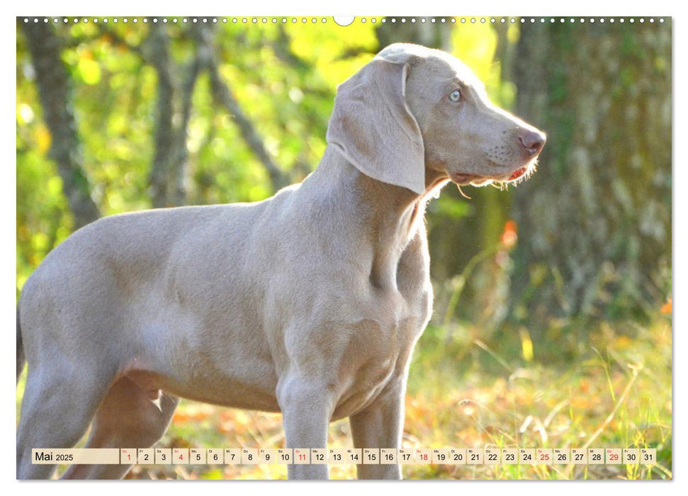 Weimaraner. Edel, elegant und klug (CALVENDO Premium Wandkalender 2025)