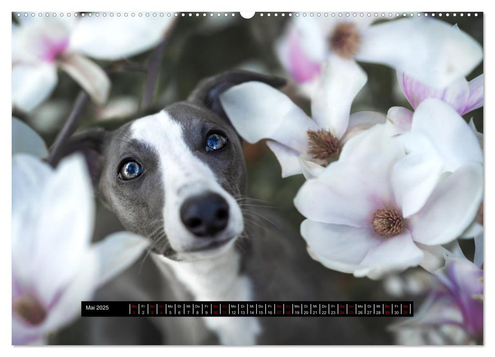 Das erste Whippet-Jahr (CALVENDO Wandkalender 2025)