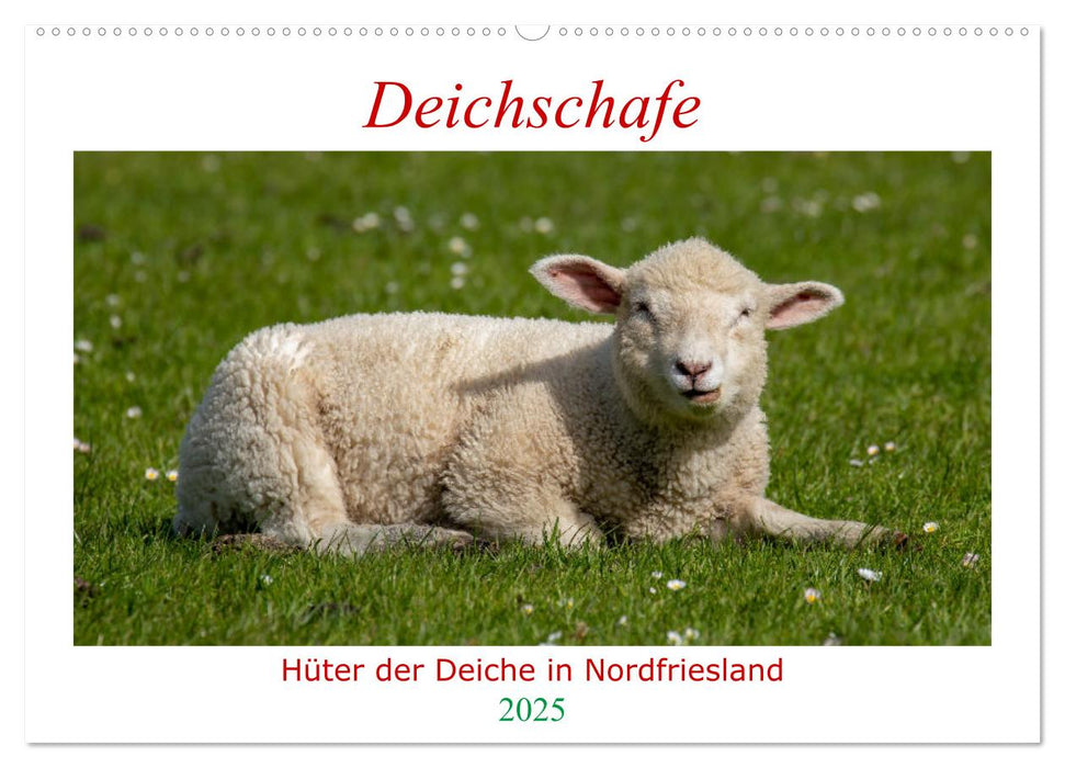 Deichschafe - Hüter der Deiche in Nordfriesland (CALVENDO Wandkalender 2025)