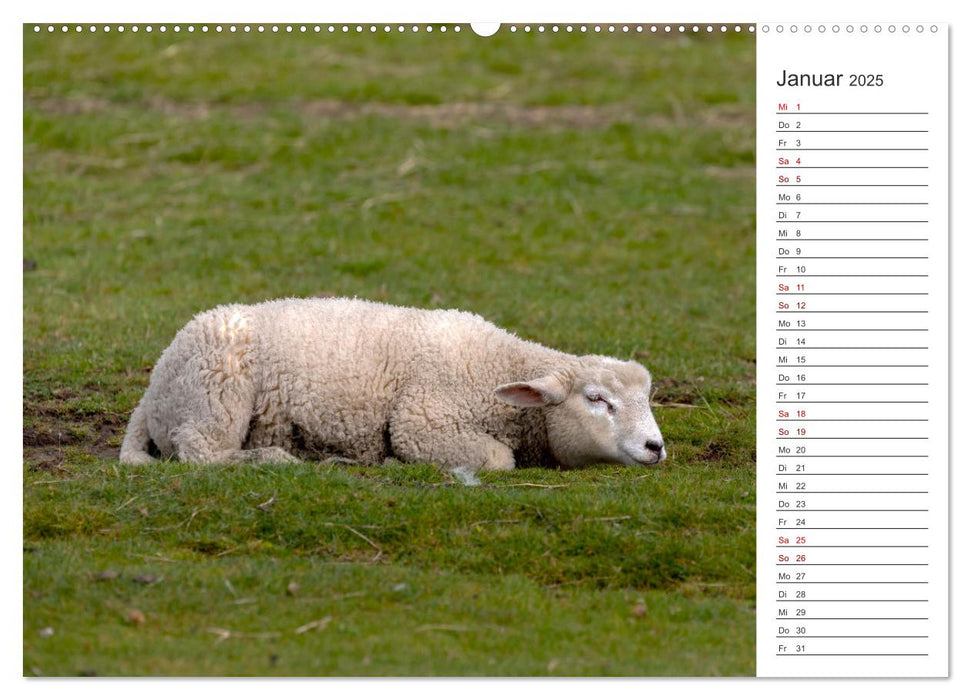 Deichschafe - Hüter der Deiche in Nordfriesland (CALVENDO Wandkalender 2025)