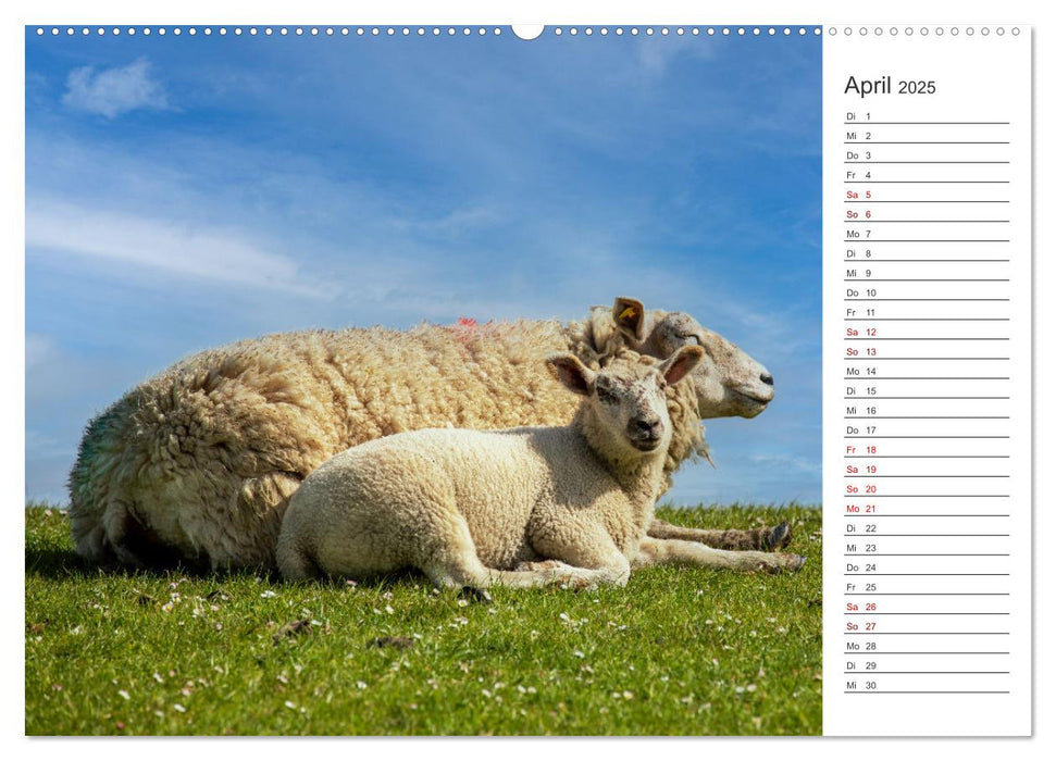 Deichschafe - Hüter der Deiche in Nordfriesland (CALVENDO Wandkalender 2025)