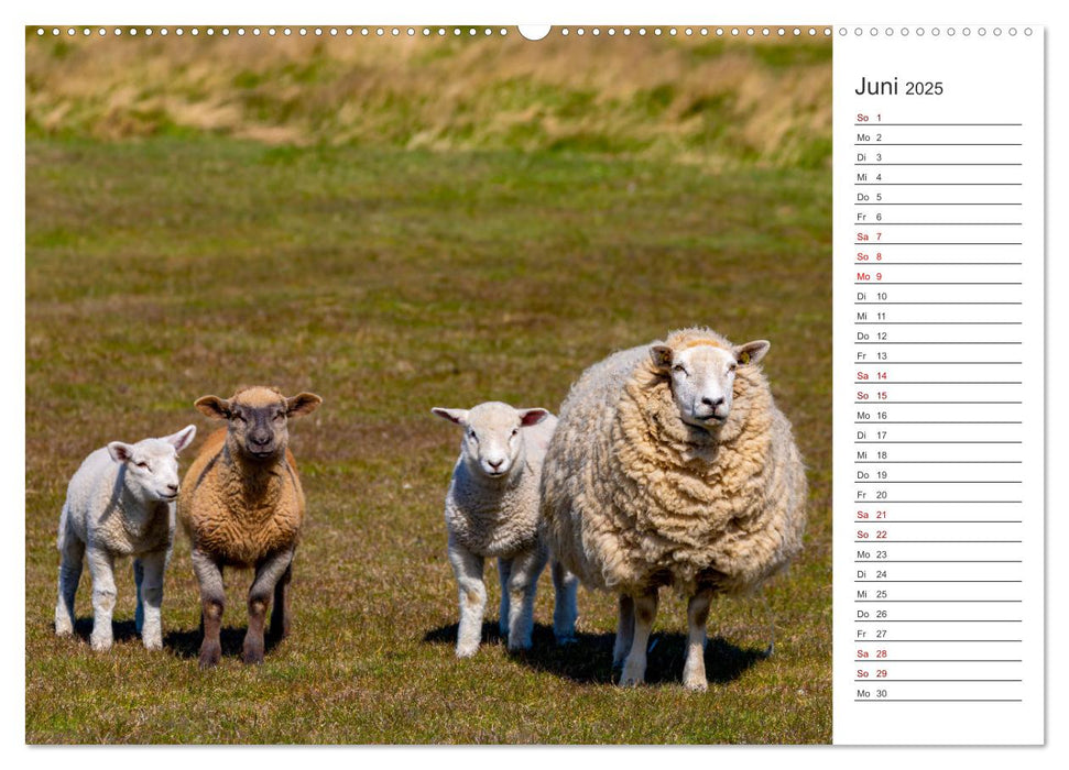 Deichschafe - Hüter der Deiche in Nordfriesland (CALVENDO Wandkalender 2025)