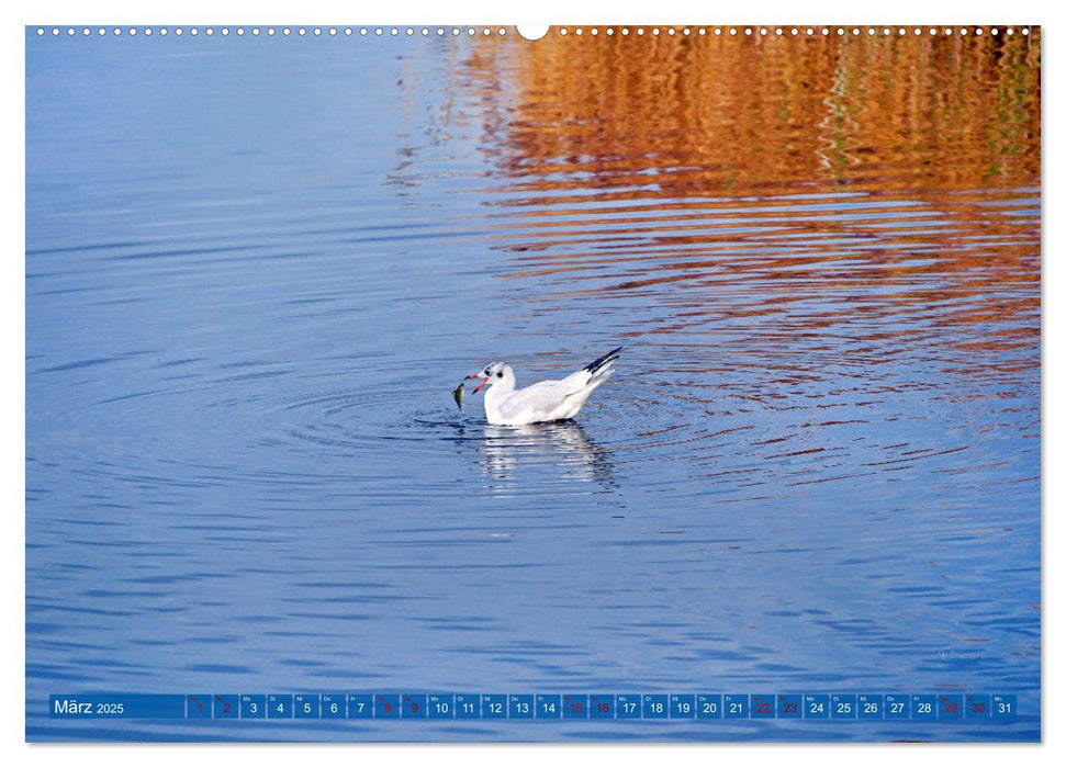 Steinhuder Meer, Vogel-Momente (CALVENDO Wandkalender 2025)