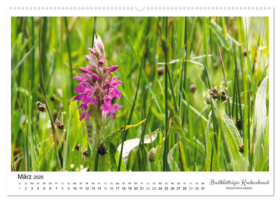 Knabenkraut (CALVENDO Premium Wandkalender 2025)