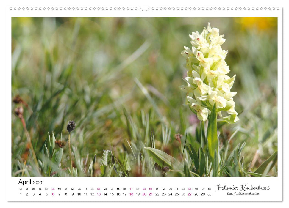 Knabenkraut (CALVENDO Premium Wandkalender 2025)