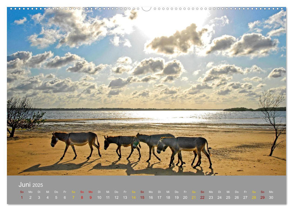 Lamu - Geheimtipp in Kenia (CALVENDO Premium Wandkalender 2025)