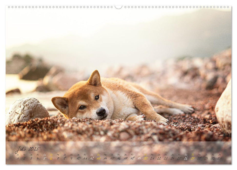 Shiba Inu - mutig, treu, selbstbewusst (CALVENDO Premium Wandkalender 2025)